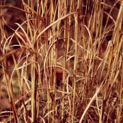 Turzyca zwarta (Carex buchananii)