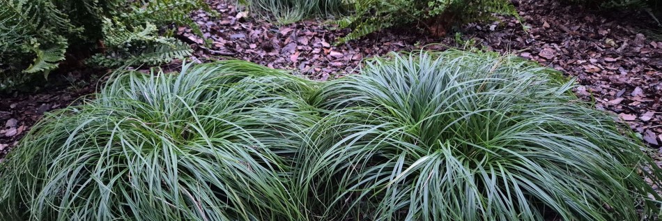 Turzyca oszimska (Carex caryophyllis)