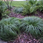 Turzyca oszimska (Carex caryophyllis)