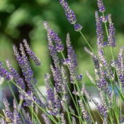 Lawenda (Lavandula)