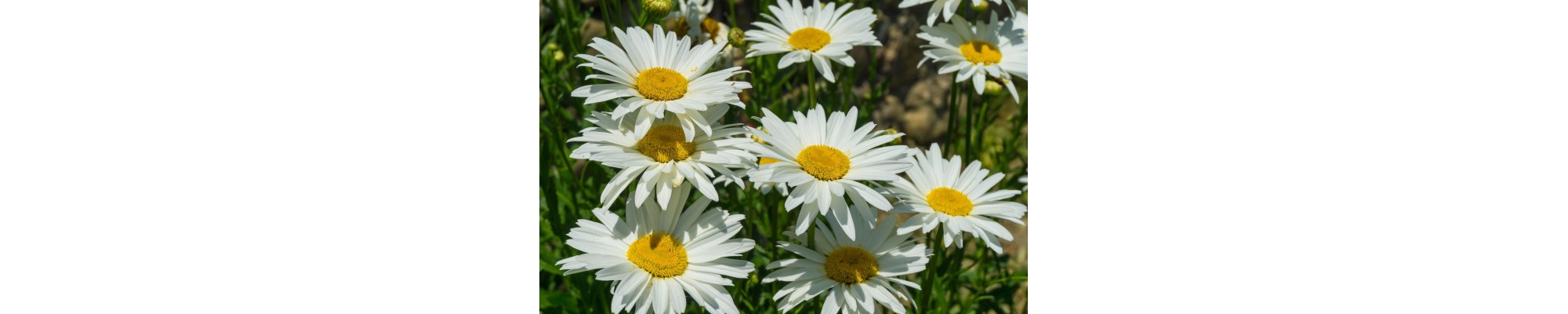 Jastrun (Leucanthemum)