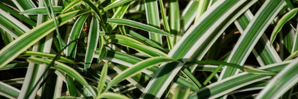Turzyca japońska (Carex morrowii)