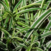 Turzyca japońska (Carex morrowii)