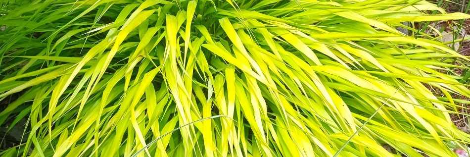 Hakonechloa smukła (Hakonechloa macra)