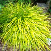 Hakonechloa smukła (Hakonechloa macra)
