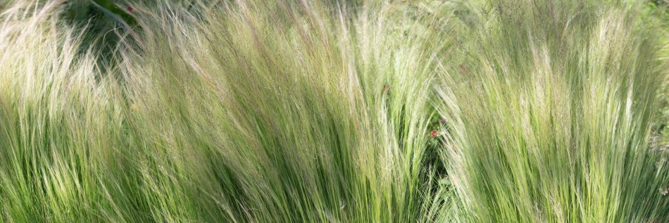 Ostnica (Stipa)