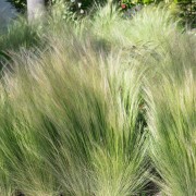 Ostnica (Stipa)