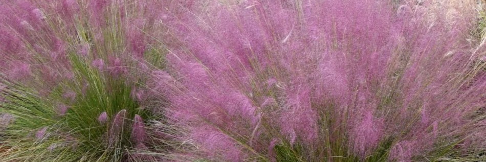 Przyostnia włosowata (Muhlenbergia capillaris)