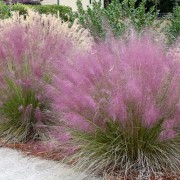 Przyostnia włosowata (Muhlenbergia capillaris)