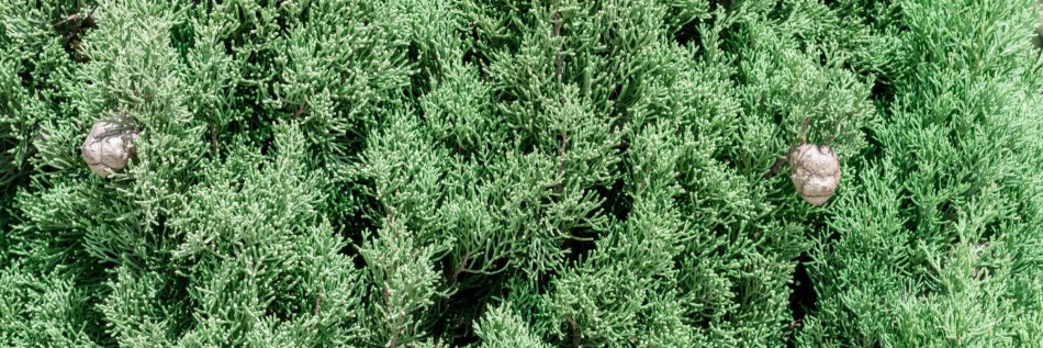 Cyprysik Lawsona (Chamaecyparis Lawsoniana)