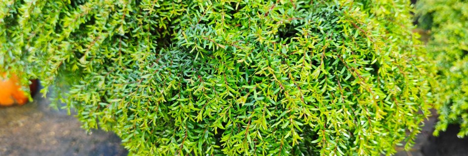 Choina kanadyjska (Tsuga canadensis)