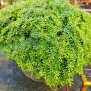 Choina kanadyjska (Tsuga canadensis)