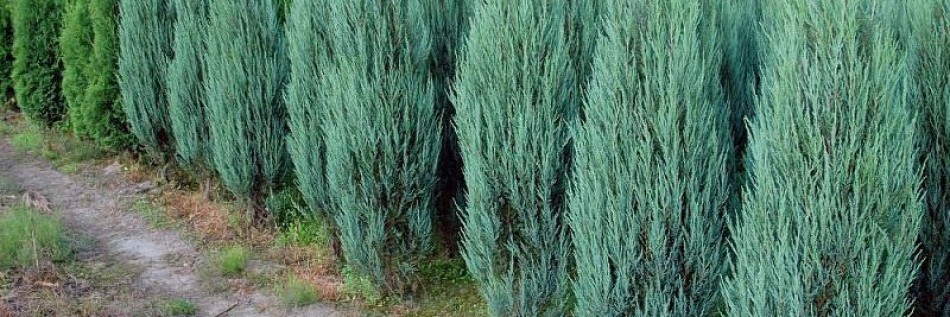 Jałowiec skalny (Juniperus scopulorum)