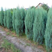 Jałowiec skalny (Juniperus scopulorum)