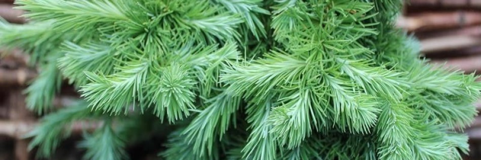 Modrzew japoński (Larix kaempferi)