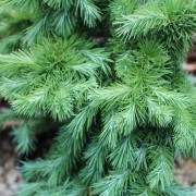 Modrzew japoński (Larix kaempferi)