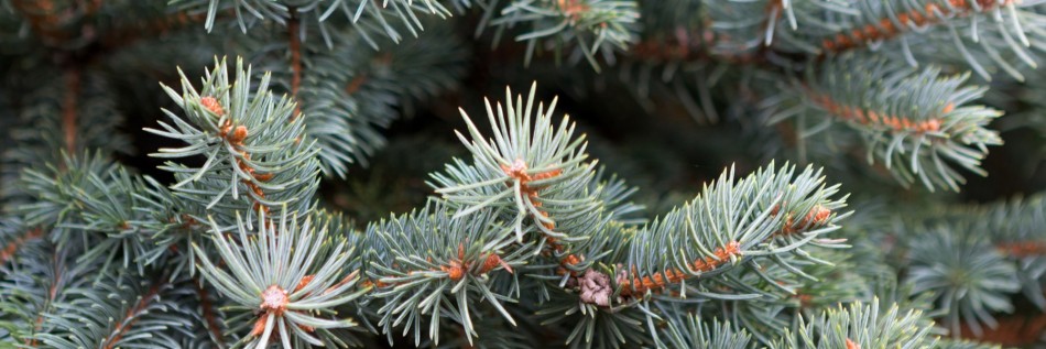 Świerk kłujący (Picea pungens)