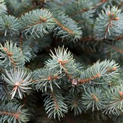Świerk kłujący (Picea pungens)