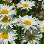Jastrun (Leucanthemum)