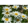 Jastrun (Leucanthemum)