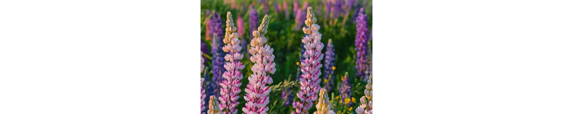 Łubin (Lupinus)