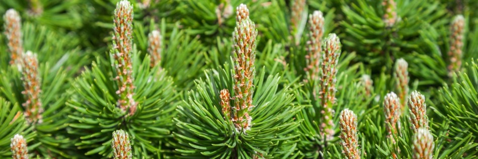 Sosna górska (Pinus mugo)