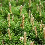 Sosna górska (Pinus mugo)