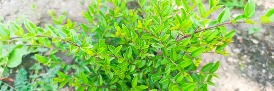 Suchodrzew chiński (Lonicera pileata)