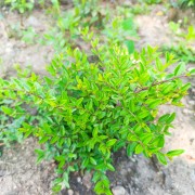 Suchodrzew chiński (Lonicera pileata)