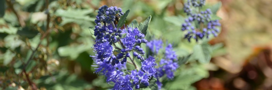 Barbula klandońska (Caryopteris clandonensis)