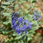 Barbula klandońska (Caryopteris clandonensis)