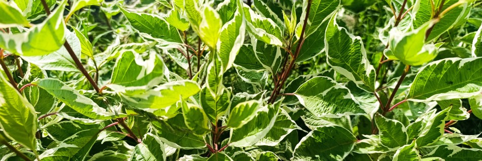 Dereń biały (Cornus alba)