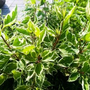 Dereń biały (Cornus alba)