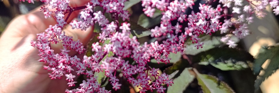 Bez czarny (Sambucus nigra)