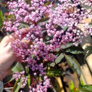 Bez czarny (Sambucus nigra)