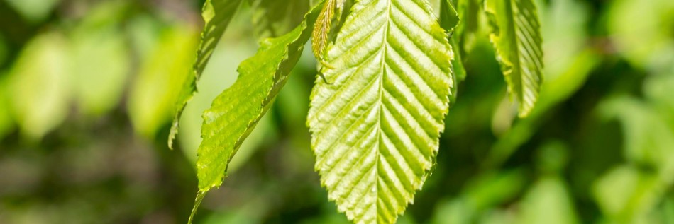 Grab pospolity (Carpinus betulus)