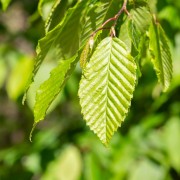 Grab pospolity (Carpinus betulus)