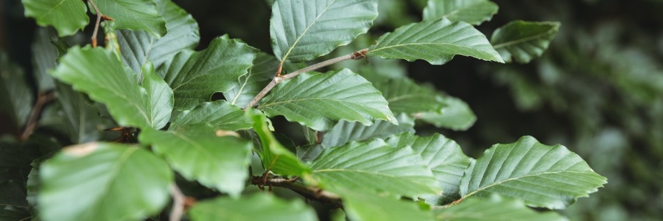 Buk pospolity (Fagus sylvatica)