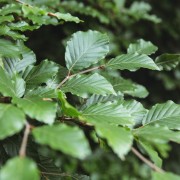 Buk pospolity (Fagus sylvatica)