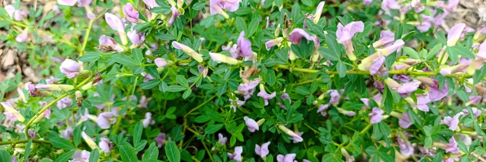Lespedeza Thunberga (Lespedeza Thunbergii)
