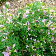 Lespedeza Thunberga (Lespedeza Thunbergii)