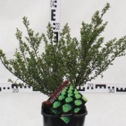 Ostrokrzew karbowanolistny (Ilex crenata)