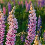 Łubin (Lupinus)