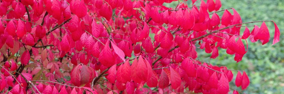 Trzmielina oskrzydlona (Euonymus alatus)