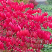 Trzmielina oskrzydlona (Euonymus alatus)
