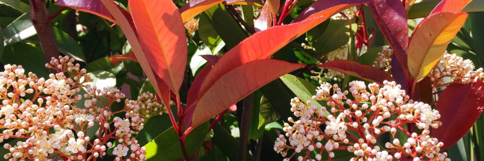 Głogownik Frasera (Photinia ×fraseri)