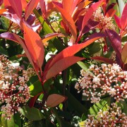 Głogownik Frasera (Photinia ×fraseri)