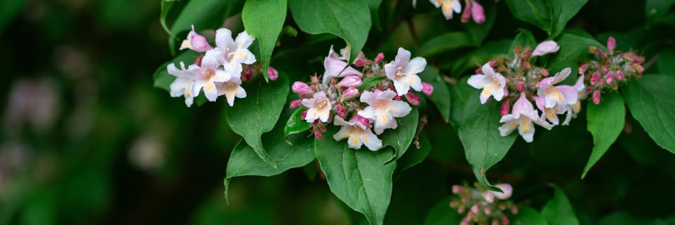 Kolkwicja chińska (Kolkwitzia amabilis)