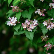 Kolkwicja chińska (Kolkwitzia amabilis)