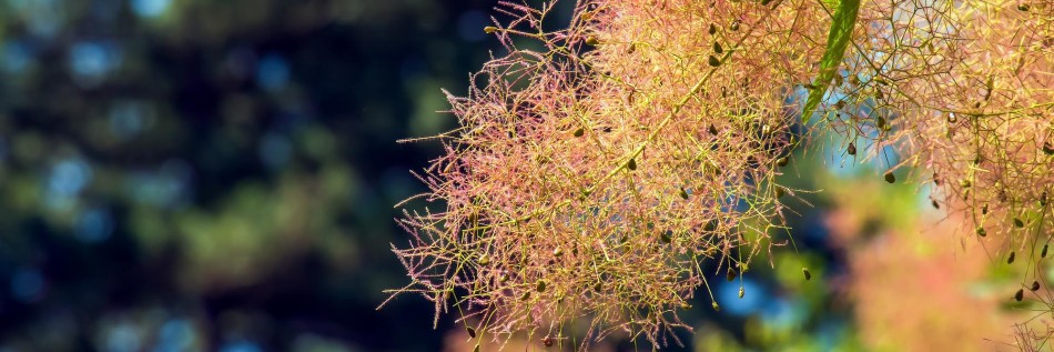 Perukowiec (Cotinus coggygria)